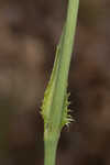 Southern rattlesnake master